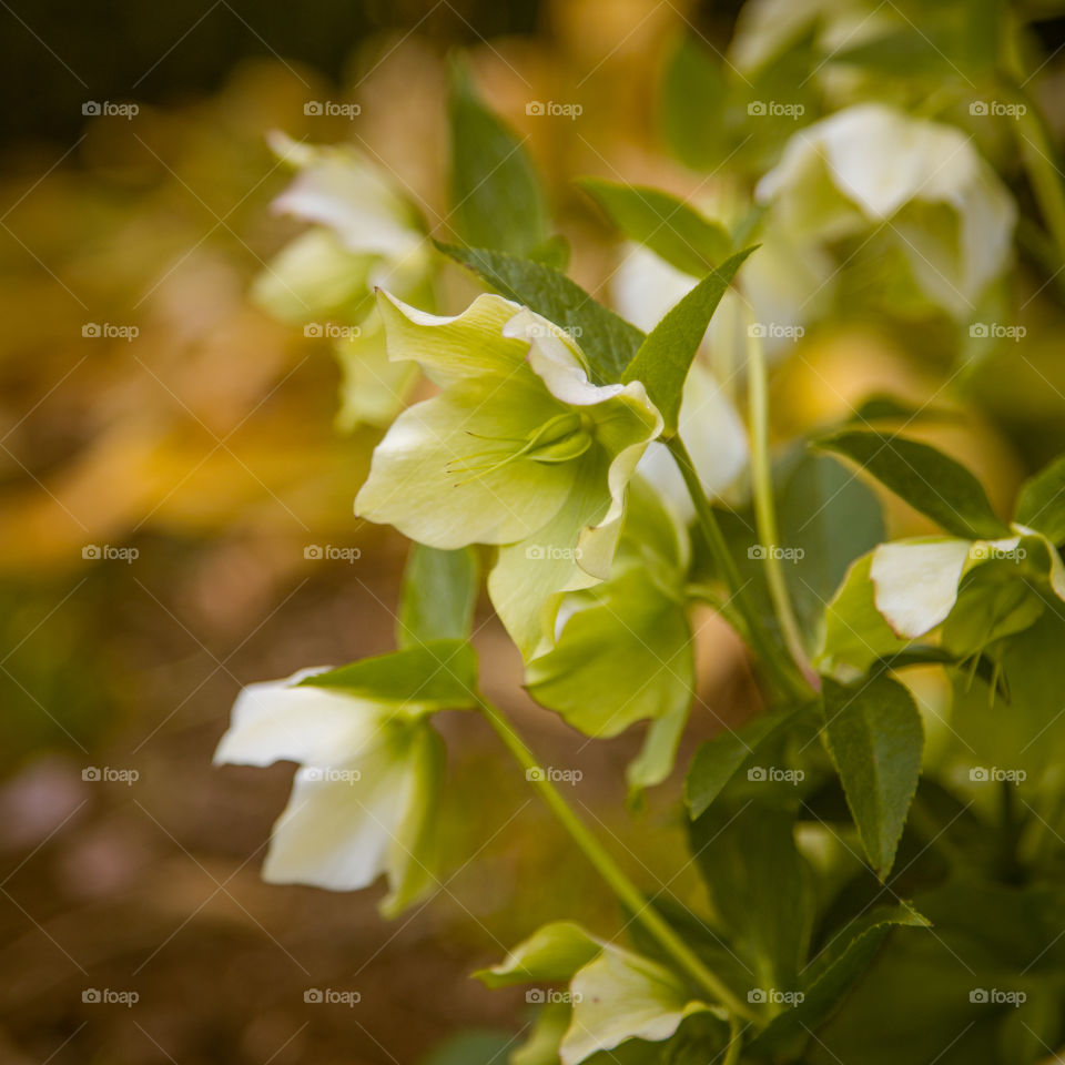 Spring flowers in London