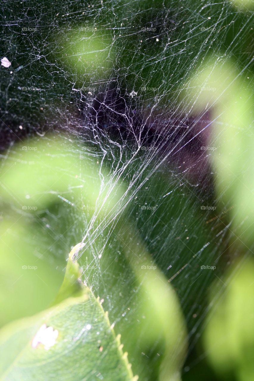 Spider web on a leaf