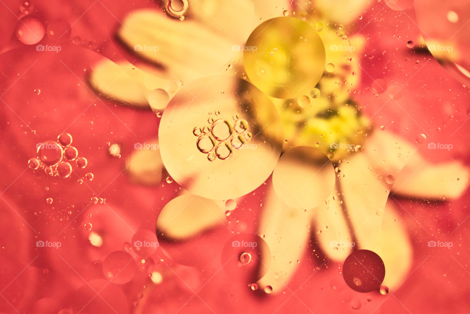 Colorful oil bubbles on the water surface with the flower in the background