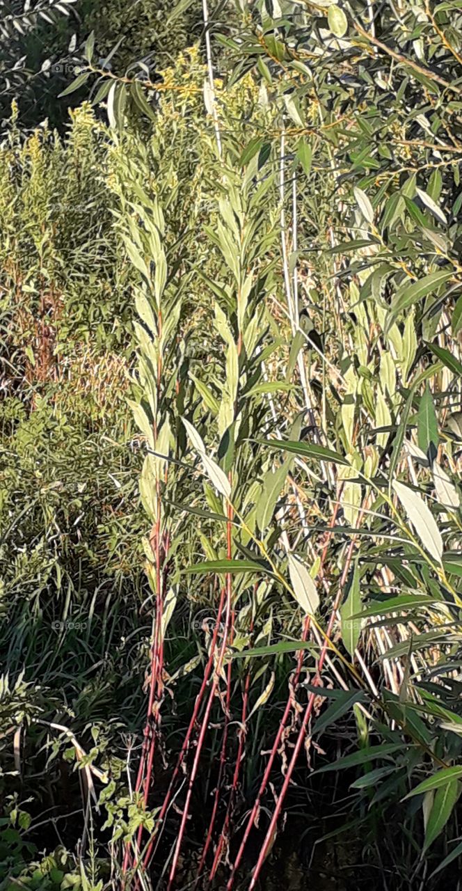 pink stems of goldenrod