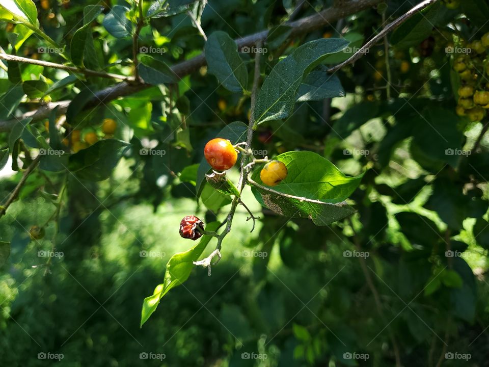 Clusters of beautiful edible wild anacua berries at all stages of ripeness. Ehretia anacua