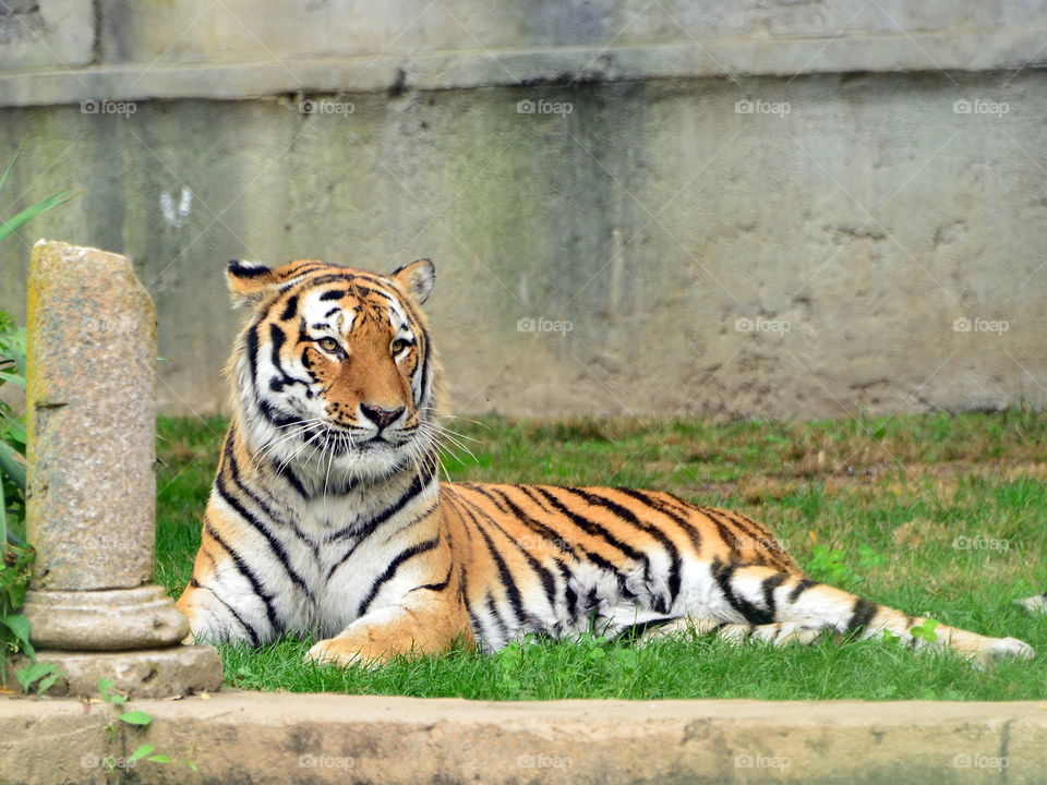 Tiger resting in grass