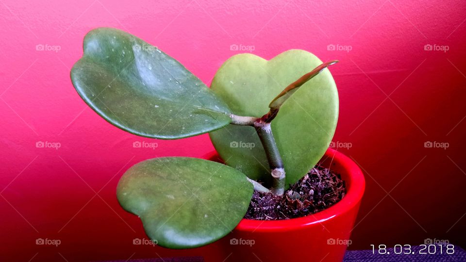 heartplant