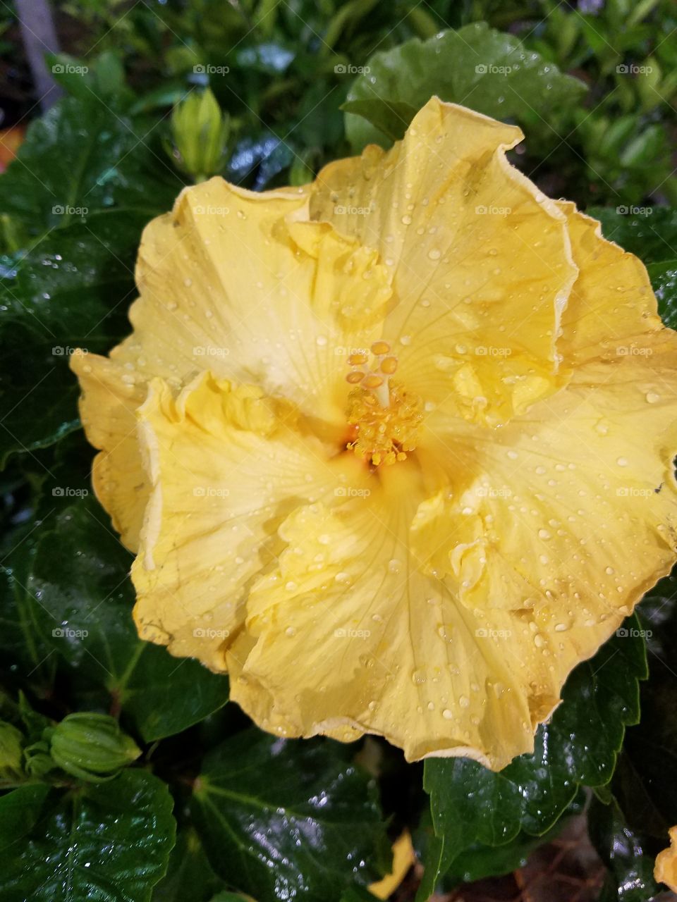 close up of a big yellow hibiscus