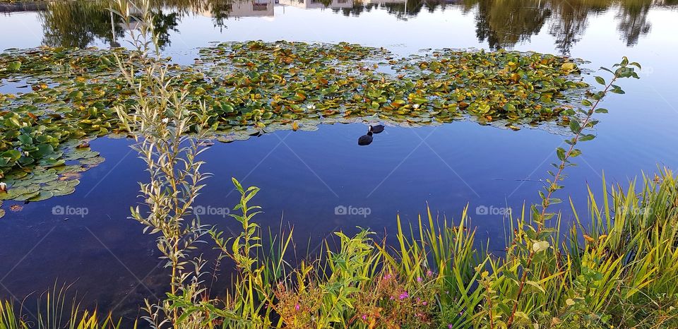 Pond with water lilies