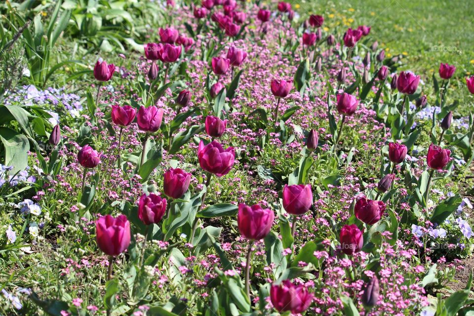 tulip and spring flowers