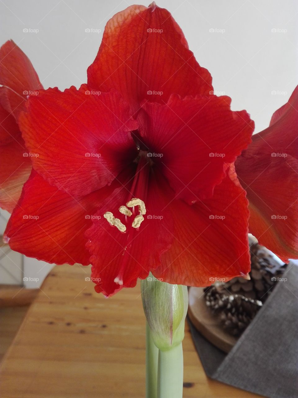 Amaryllis