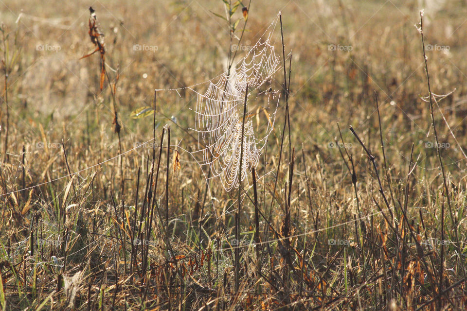 Dewdrops