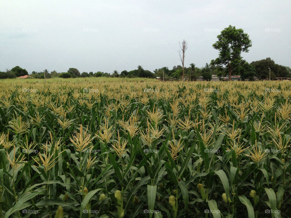 corn farm