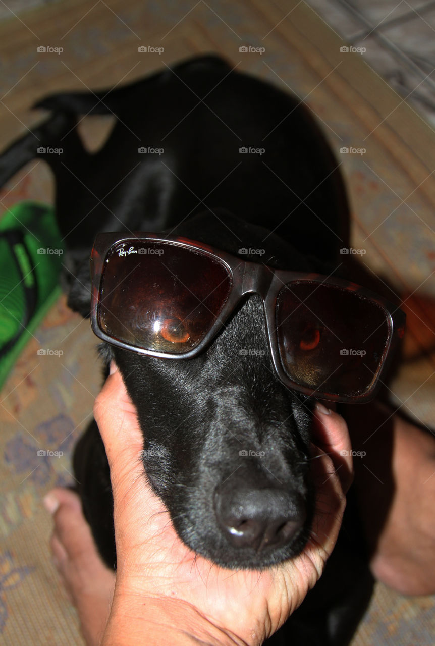 dog com óculos