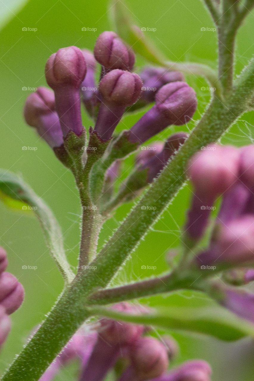 Purple and pink spring lilacs about to bloom in evening sunlight.