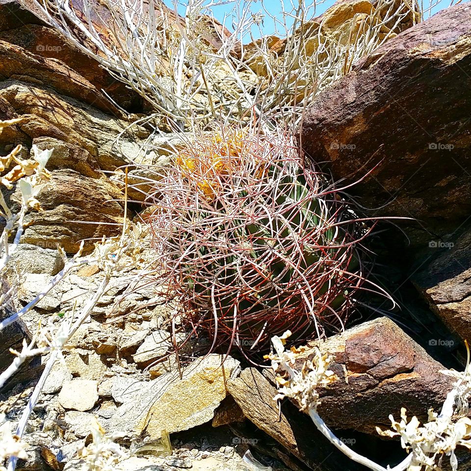 Cactus, Desert, Nature, Dry, Flora