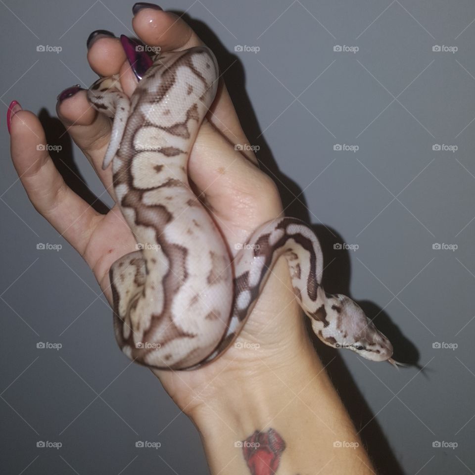 My snake with a tongue shot
Python regius female pewterbee
Such a beautiful snake