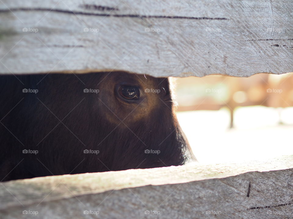 Through the fence 