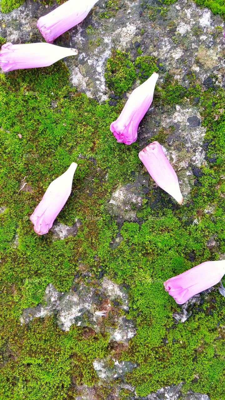 fallen flowers on algae