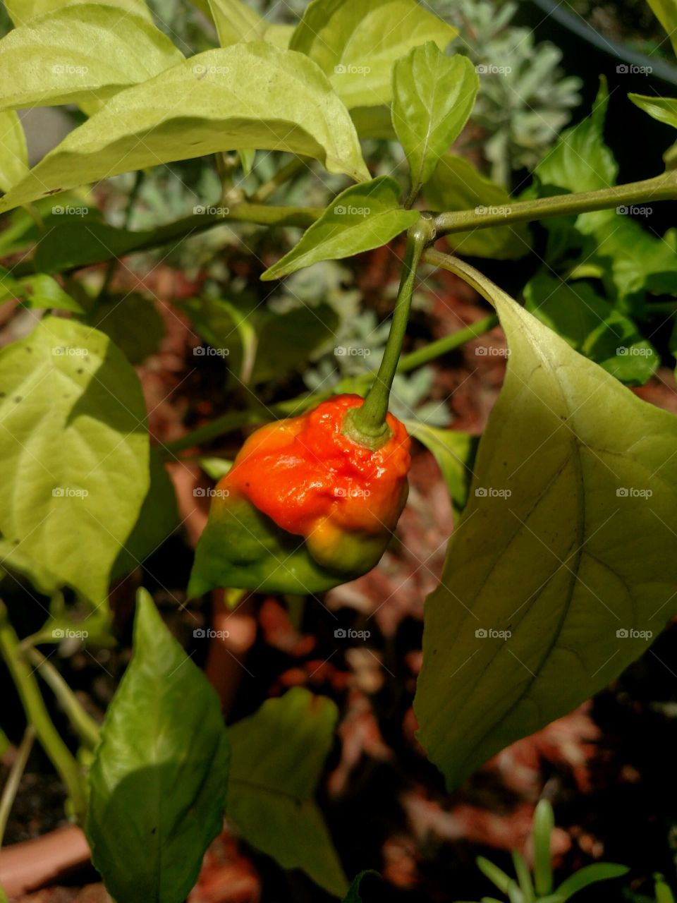 Pepper in the Garden