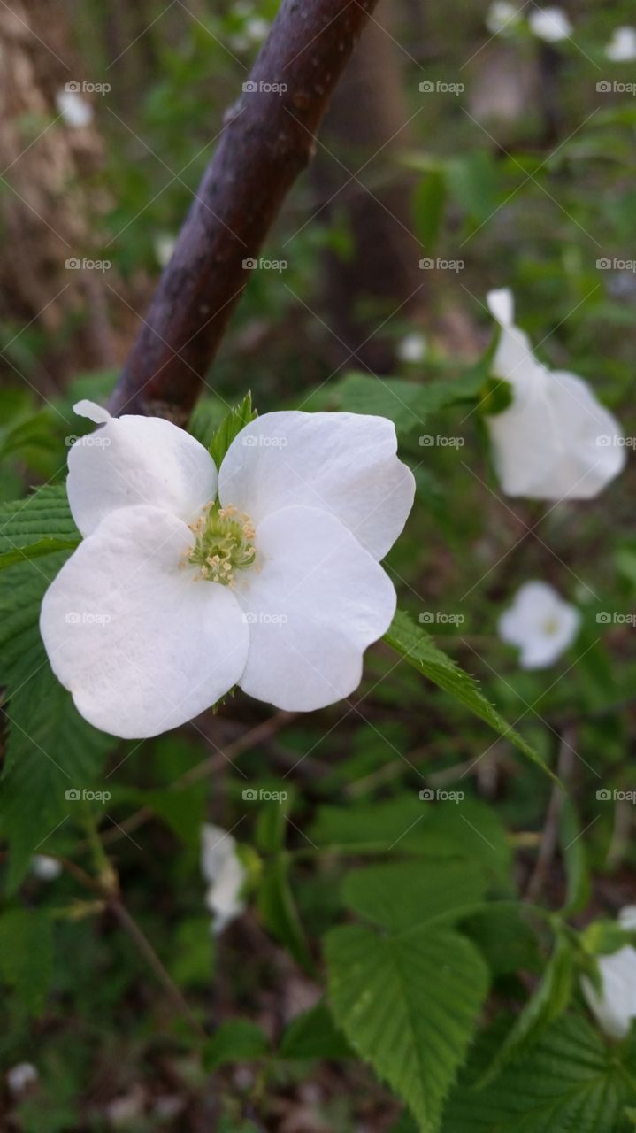 white flower close-up