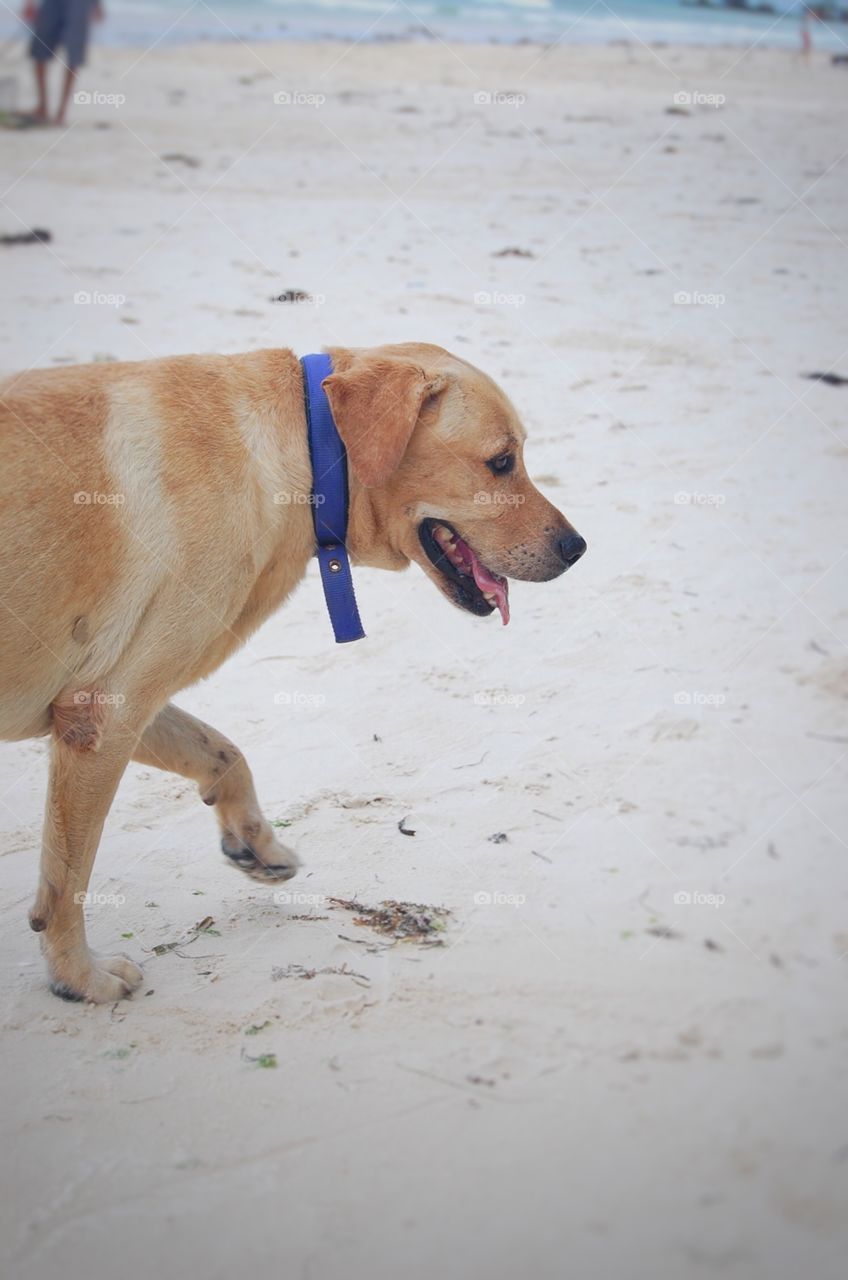Side view of a dog standing in the beach