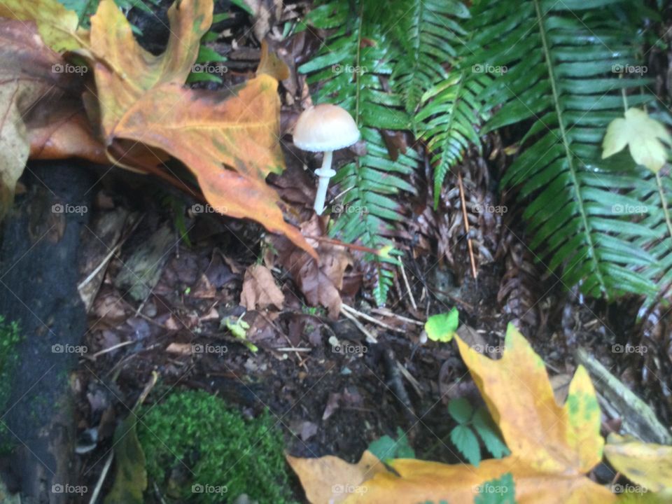A Mushroom Growing in the Forest 