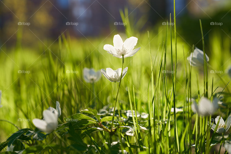 Backlit Wood anemones in fresh green grass in urban nature environment in Helsinki, Finland on Mother's Day on May 13, 2018.