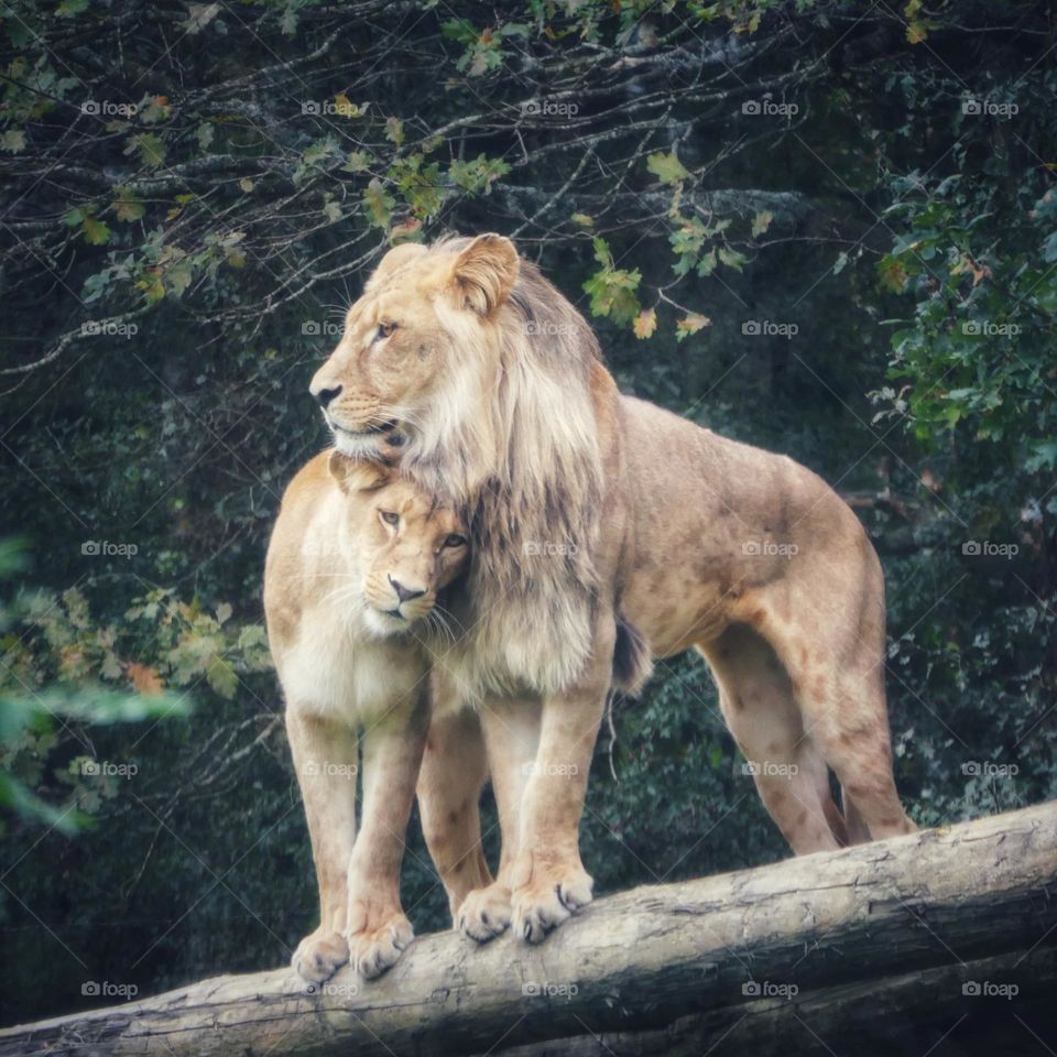 Two lions