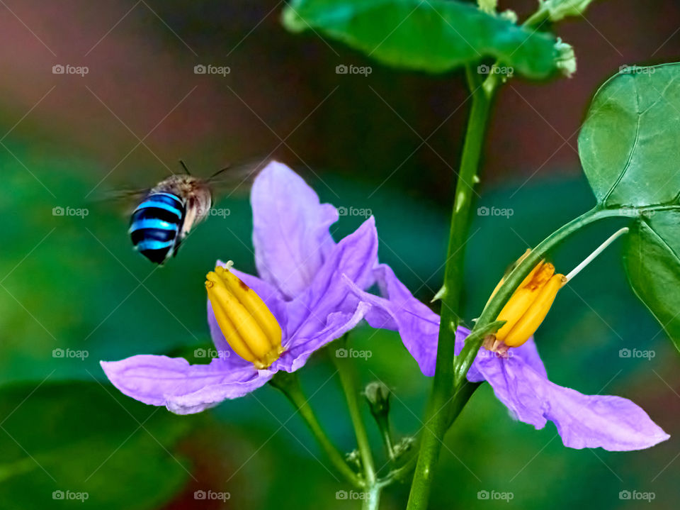 Bee -  about to sit on the flower for honey