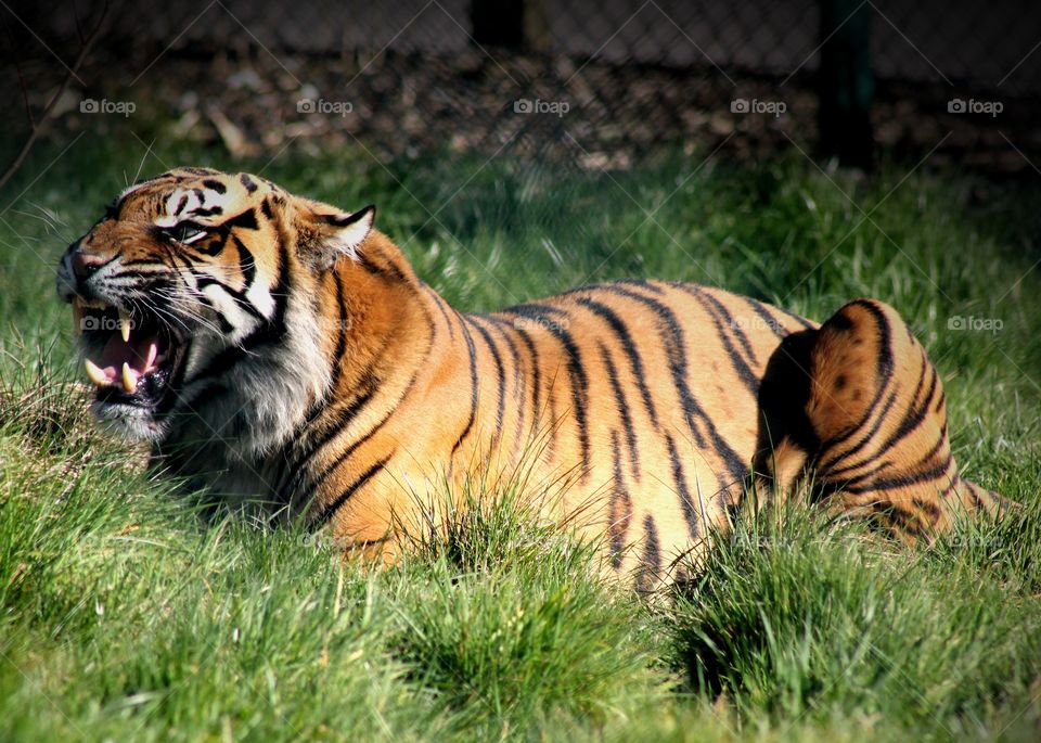Animals, tiger, cat,