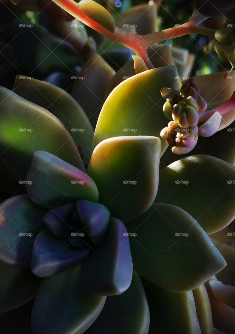 Light on succulents. 