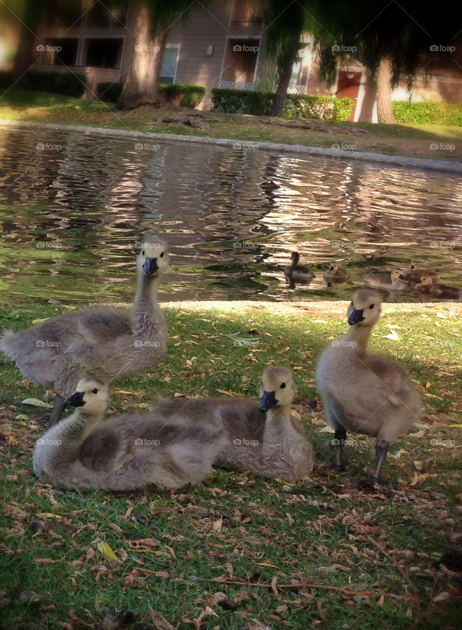 GOSLINGS