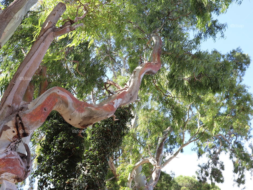 Grey and red tree trunk with green leaves