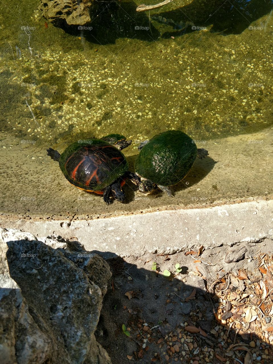 dos tortugas casi convertidas en moo