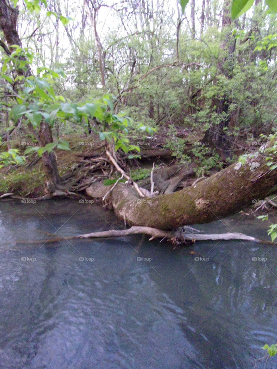 Felled tree laying across a serene creek