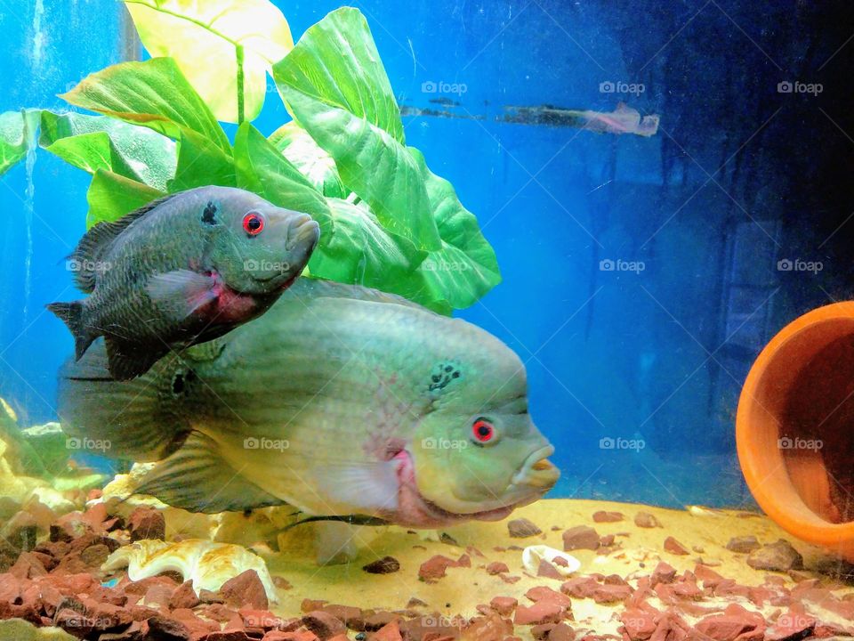 PyroTrimac cichlids pair Tropical fish!!!
