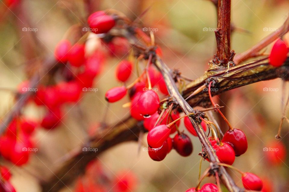 Red berries in autumn