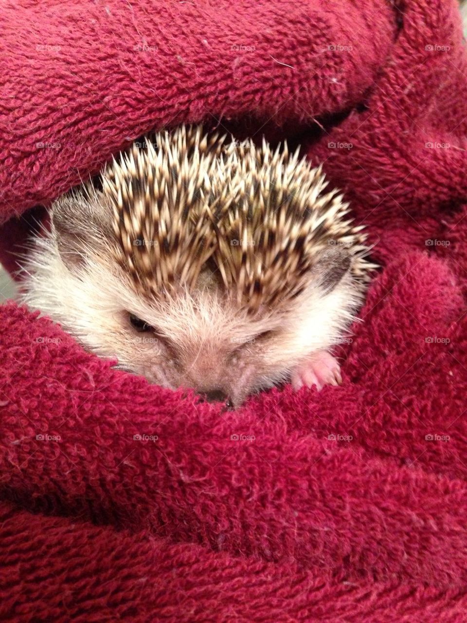 Hedgehog snuggling