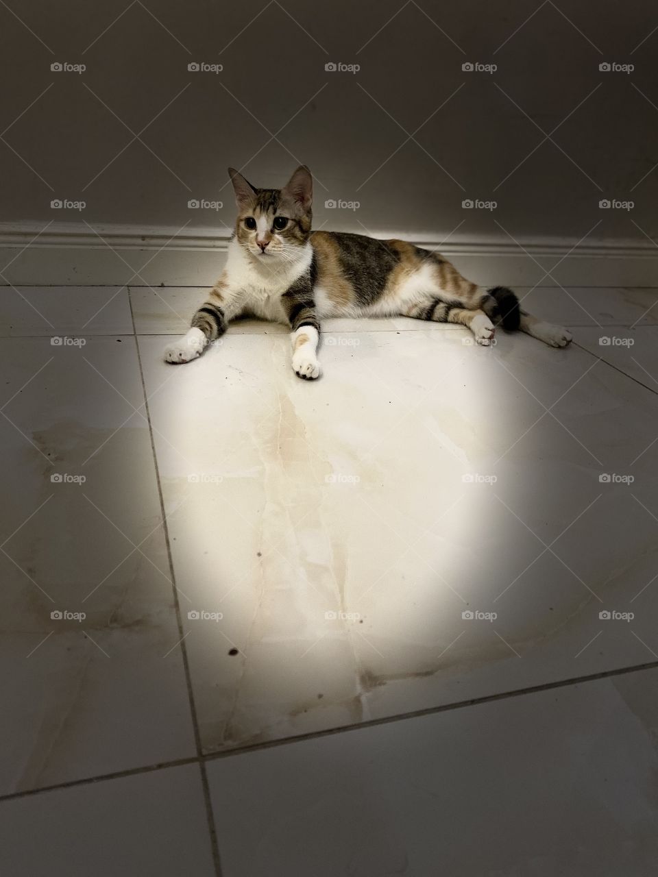 Beautiful cat but all the time is angry 😡