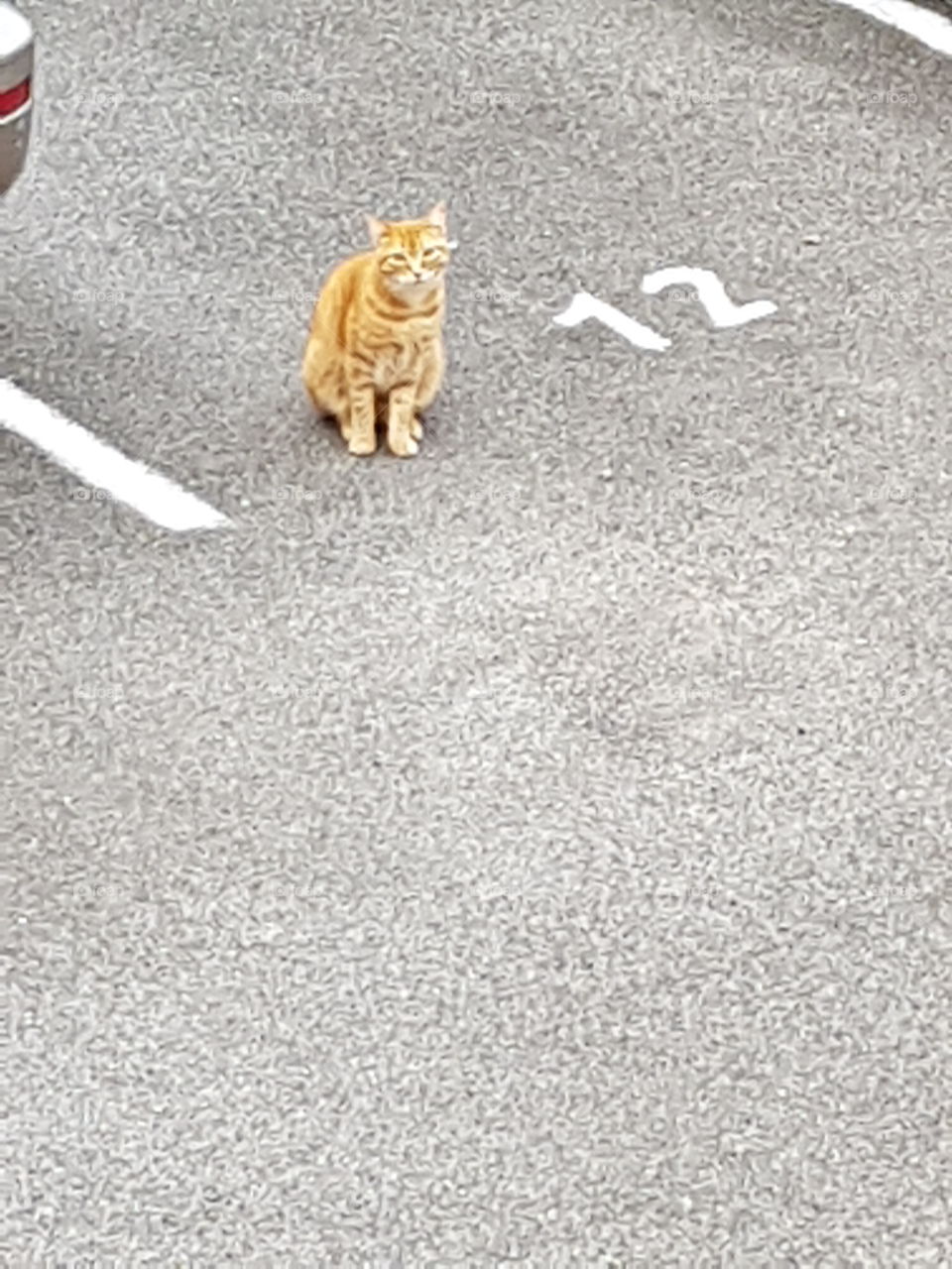 a cat seatting  on the floor