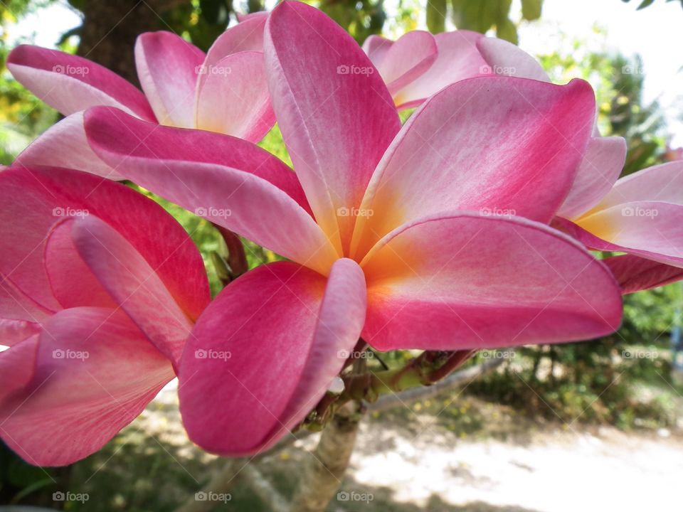 Beautiful frangipani sweet flower natural 