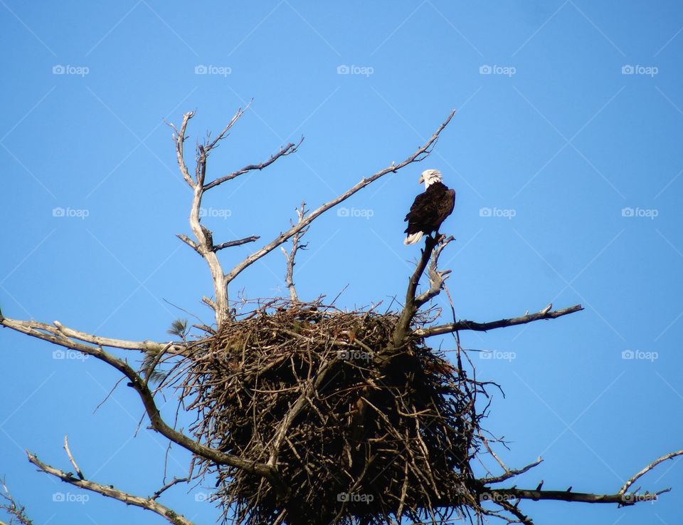 mama Bald Eagle waiting for papa Eagle