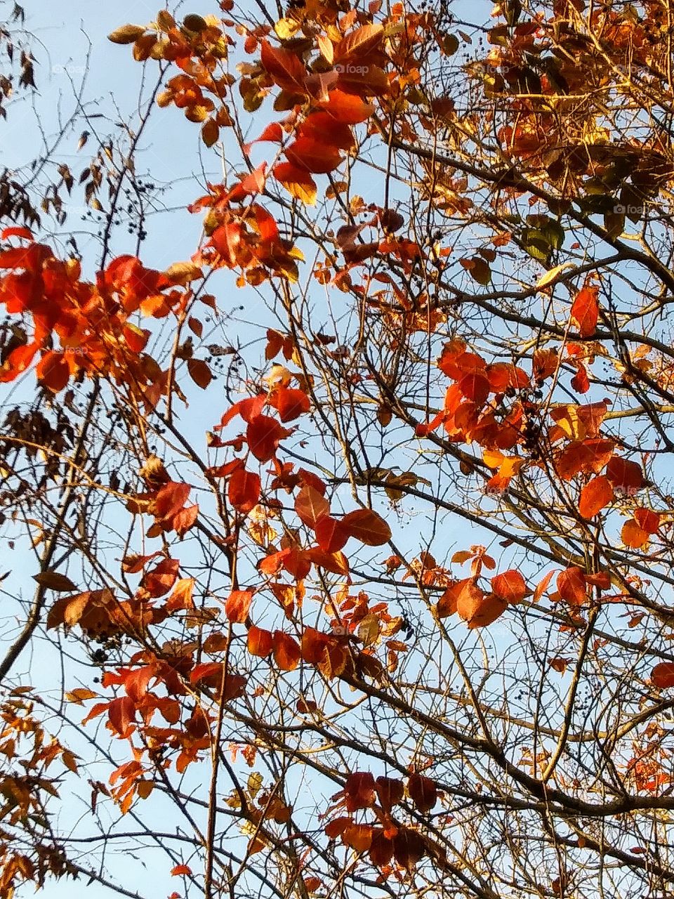 brightly colored leaves