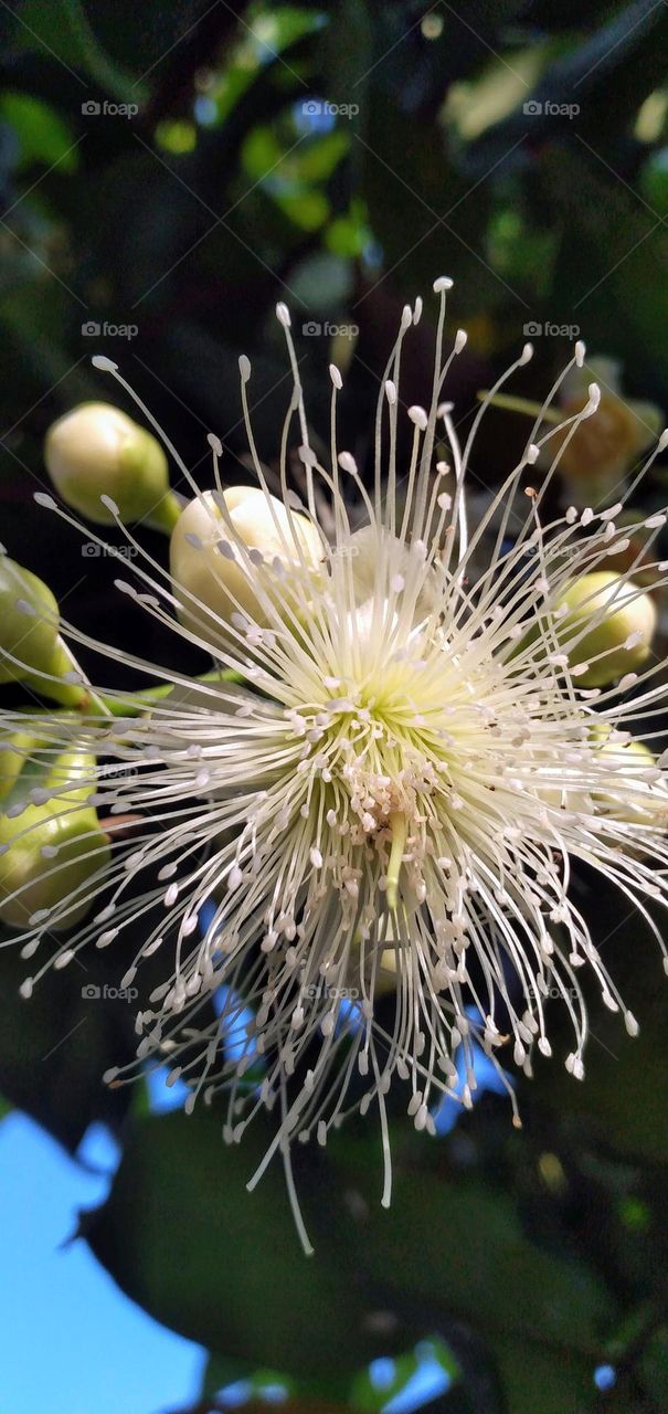 guava flower

￼