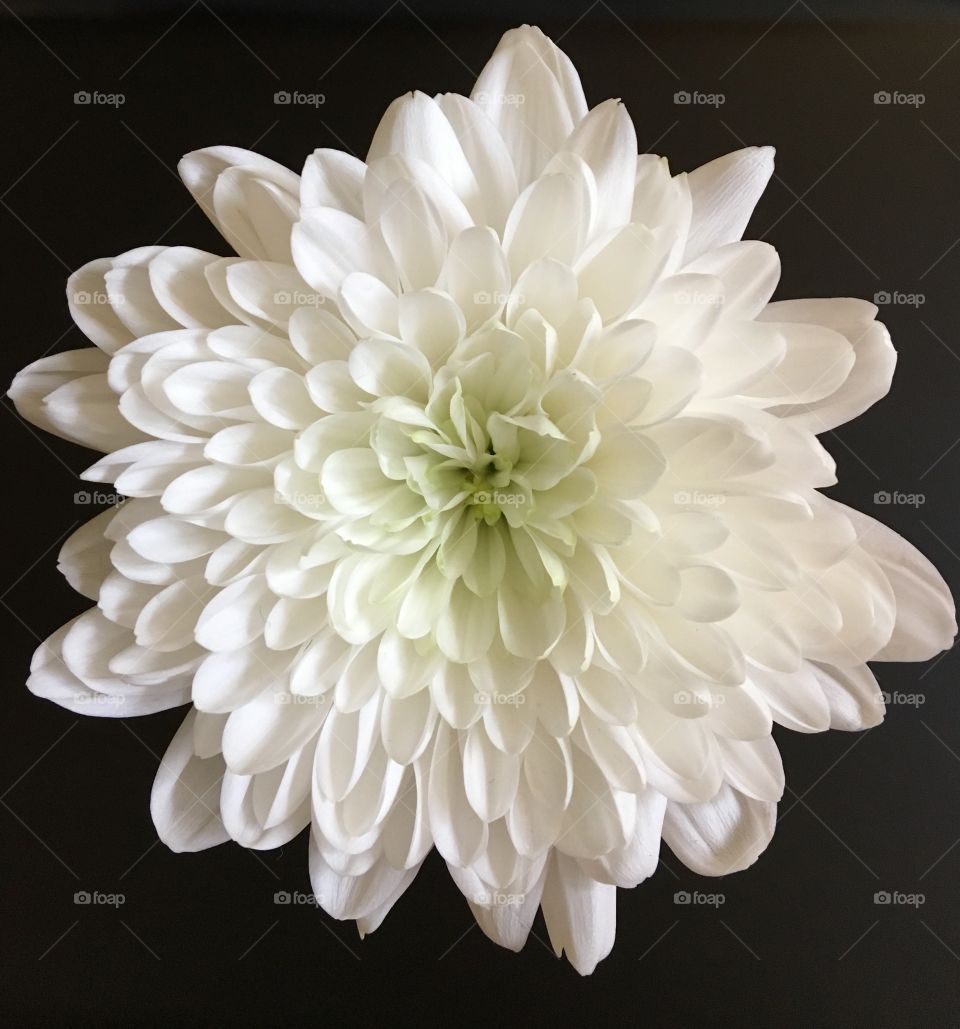 Portrait of a Chrysanthemum 