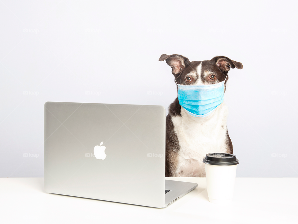 Dog with MacBook and coffee cup - surgical mask