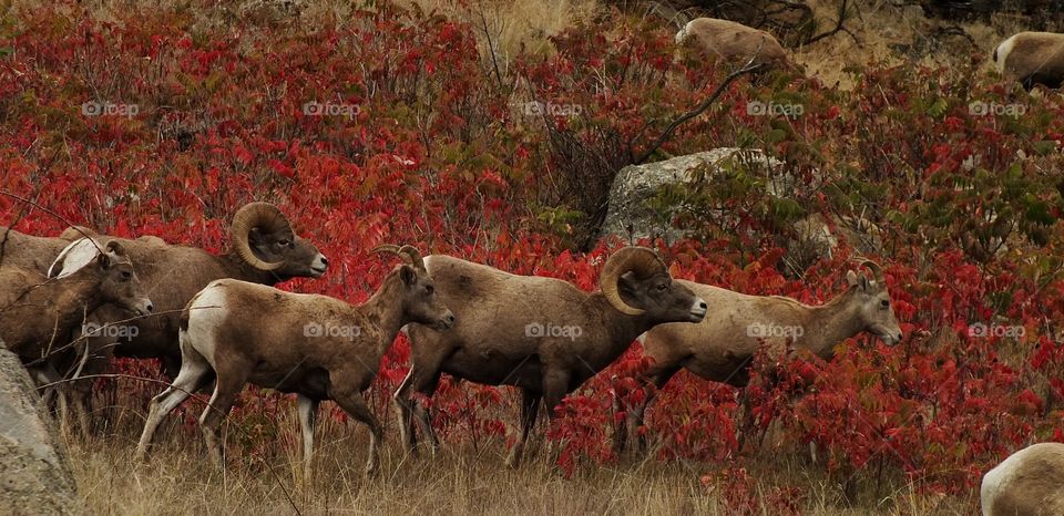 Bighorn sheep 