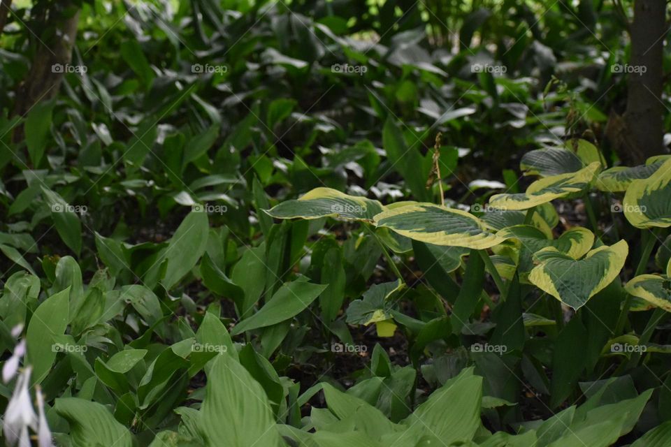 Hostas growing in the shade