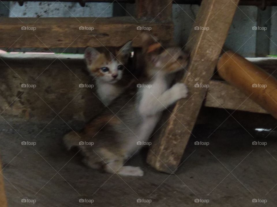 Kitten Play
