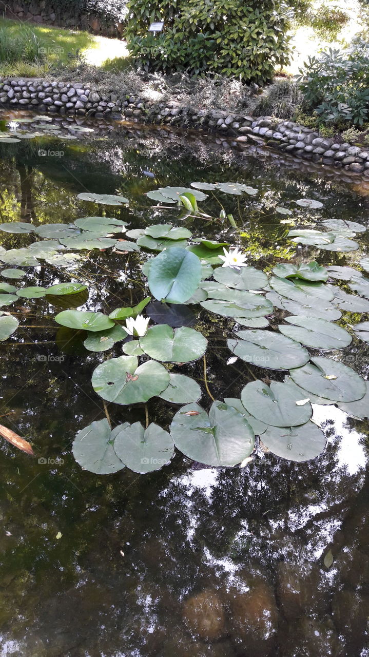 water flower