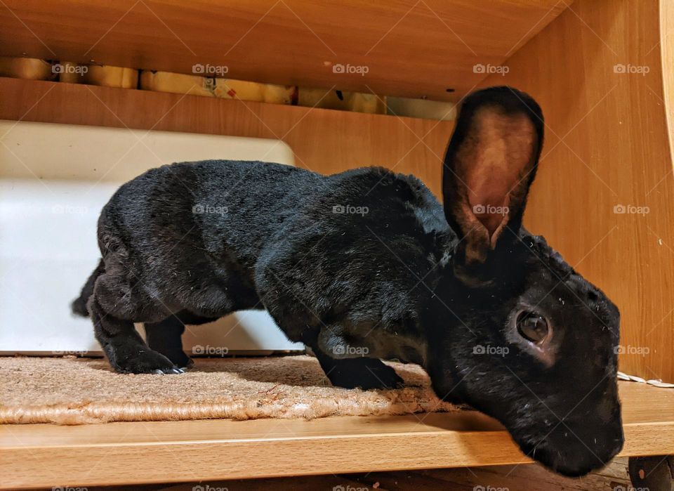 Rex domestic rabbit