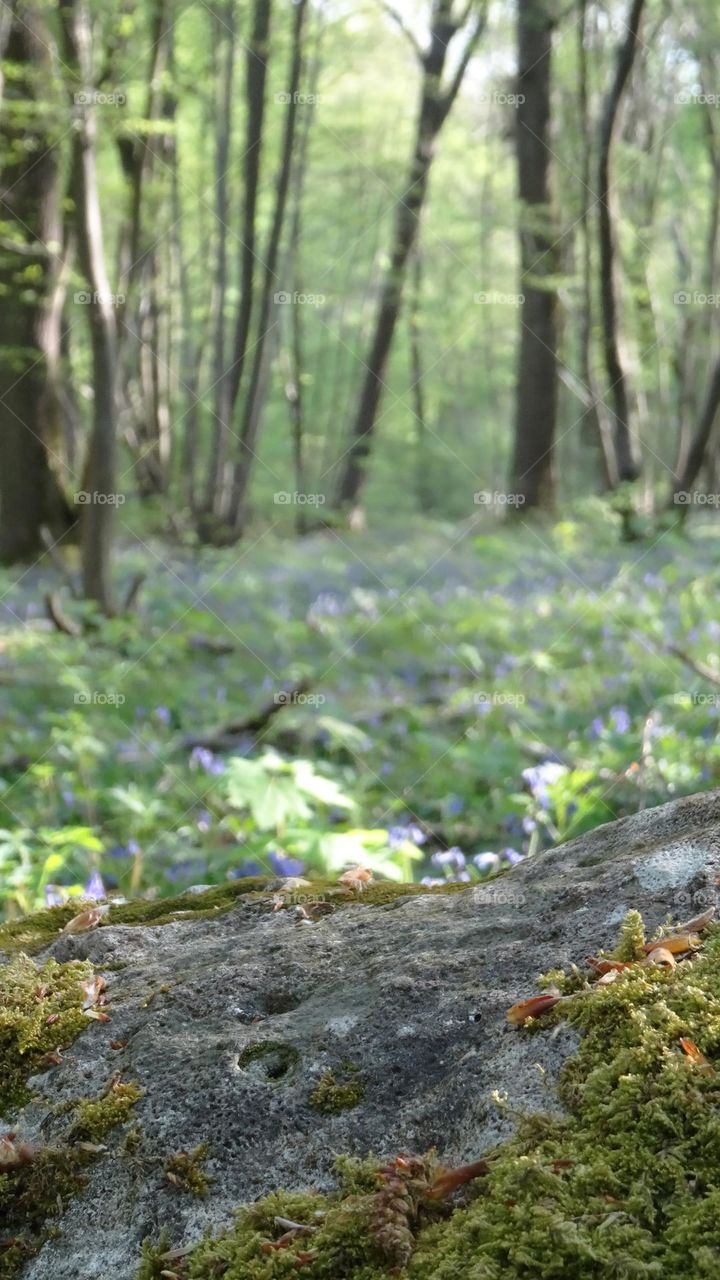 Forest atmosphere rock selective focus