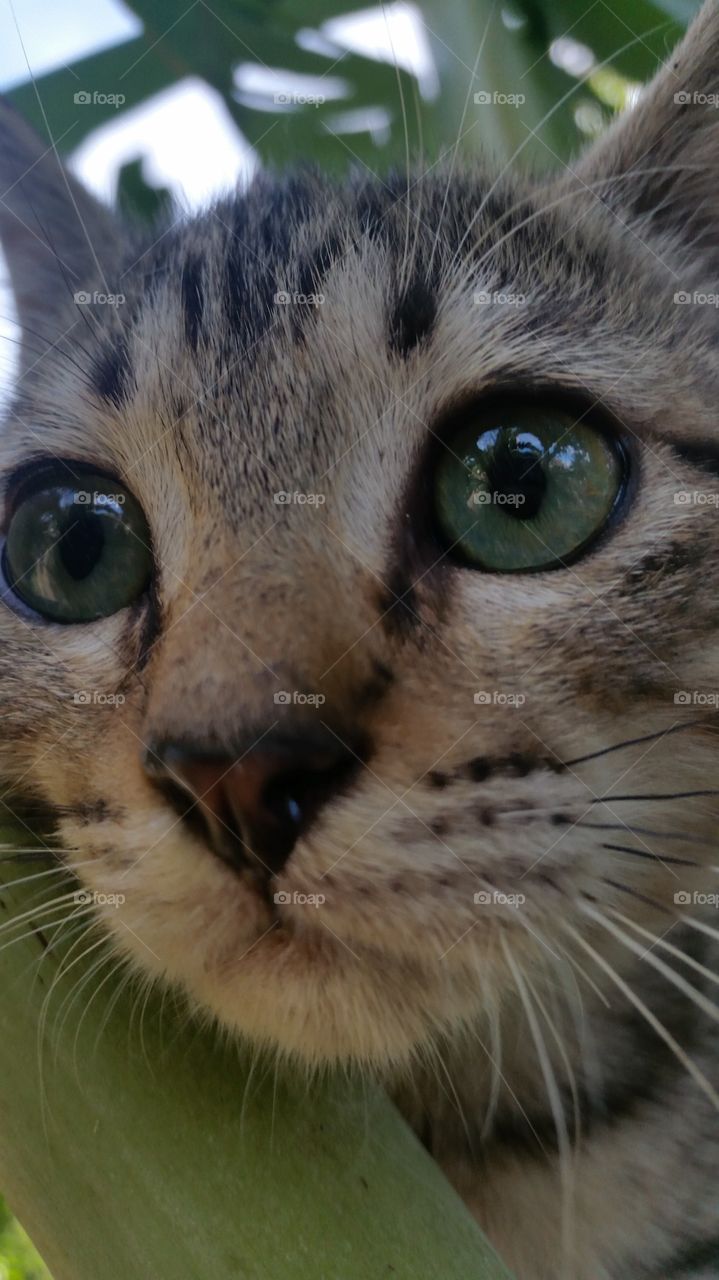 Cat Egyptian Mau